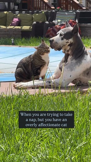 19K views · 953 reactions | When you just want to take a nap but you have an overly affectionate cat. | Danes And Things | Facebook