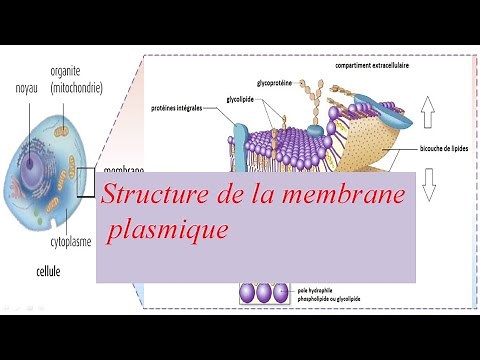 la membrane plasmique des cellules eucaryotes