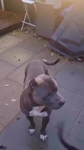 Well trained pitbulls 🔥🐾. If you’re interest in improving your dog behaviour check the link in bio. DM for credit or removal. #pitbull #trainedpitbull #pitbullsoftiktok #pitbulllove #pitbulllover #doglover #bigpitbull #strongpitbull