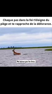 Quand une antilope gagne contre un crocodile furieux . | Mr Godson
