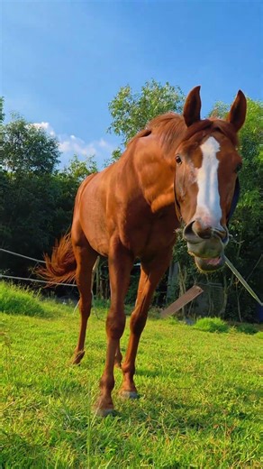 Nó vừa mới bảo tớ béo.#horse #ngựa #horseriding #animals #cuoingua