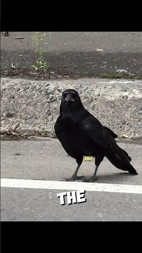 Smartest Crow Eating Walnut 🧠🐦‍⬛ #shorts