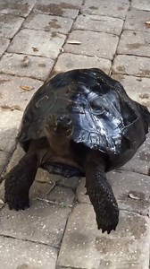 58K views · 2.9K reactions | What's something unique that you feed your tortoise? . . . #tortoiselove #aldabragianttortoise #tortoiseoftheday #reptilekeepers #babytortoise #aldabralover #tortoiselover | Florida Iguana and Tortoise Breeders | Facebook