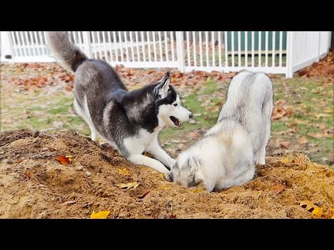The Huskies STILL Love the Tiny Sand Pile!