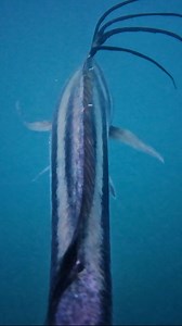 4.4K views · 156 reactions | ROOSTERFISH meet STORM season; MEANS the...