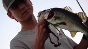 Introducing the Cooyon Croaker! In this video we discuss our favorite ways to fish and rig the lure, as well as discuss the design. Frog fishing season is upon us now, and you certainly don't want to be missing a pack of these in your tackle box. Order Today! https://www.cajunlures.com/collections/bass/products/cooyon-croaker | Cajun Lures
