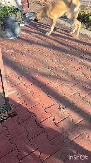 Yasin Köse on Instagram: "Bana yeni yeni naz yapıyor garibim onun. Naz yapacağı kimsesi olmadı küçüklüğünde kulalklqrı canlı canlı kesilerek hayatın acı yüzü tanıdı sahibi tarafından işe yaramadığı için köy meydanına bırakıldı aç kaldı napsın yumurta yedi diye vücudunun hemen hemen bi çok yeri tüfek saçmaları ile doldu oda Yasin abisine naz yapıyor. Şimdi çıktık beslemeye"