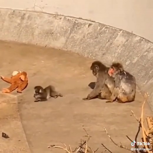 The story of a baby Japanese macaque named Punch (or Panchi-kun) at the Ichikawa City Zoo went viral because of his emotional bond with an orange IKEA orangutan plush toy. Punch was born on July 26, 2025, but was unfortunately rejected by his biological mother shortly after birth, possibly due to a difficult labor during a summer heatwave. To provide the comfort and security he was missing, zookeepers gave him the stuffed toy as a surrogate mother, which he began dragging and cuddling everywhere