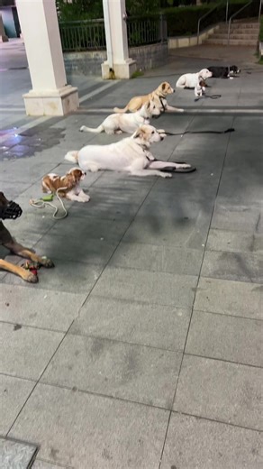 הסרטונים של Ben.dog.trainer 0547595731 (@ben.dog.trainer) עם צליל מקורי - Ben.dog.trainer 0547595731