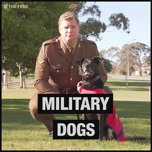 148K views · 814 reactions | Military dogs save lives. Now they're getting the recognition they deserve.  | The Feed SBS | Facebook