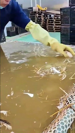 The Secret of Egg Processing Lines: Full Automation Cleaning and Sorting Process