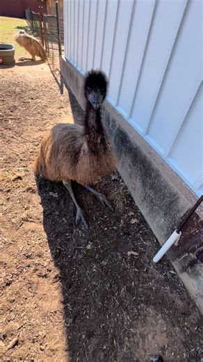 Update on Blue the Emus Foot. | Morning Glory Ranch Texas