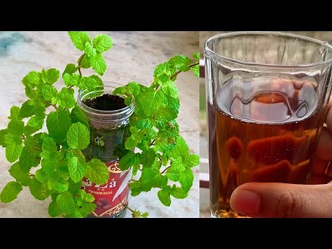 Best Nitrogen Rich Organic Fertilizer For All Plants // How To Make Nitrogen Rich Fertilizer