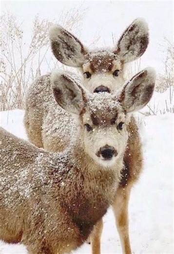 Adopt Me Pets: Unlocking the Cutest Characters