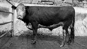 Rearing Suckling Calves