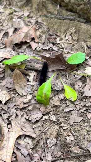 Giant leopard moth caterpillar 🐛