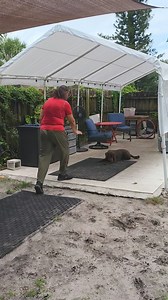 Family Dog Training with Douglas. Contact me for information on Dog Training. Daniel 954-243-7189 #fortlauderdale #DogTraining #FamilyDog | Daniel De La Rosa - Dogs