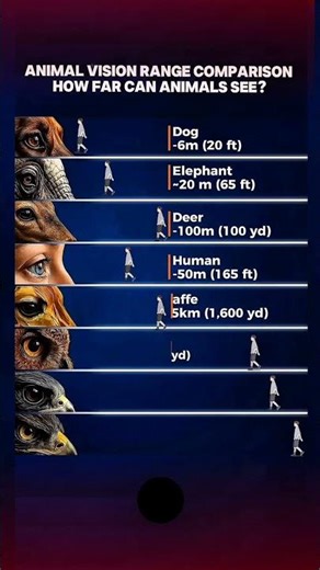 How Far Can Animals See? Eagle vs Human Vision Comparison 🦅👁️🤯
