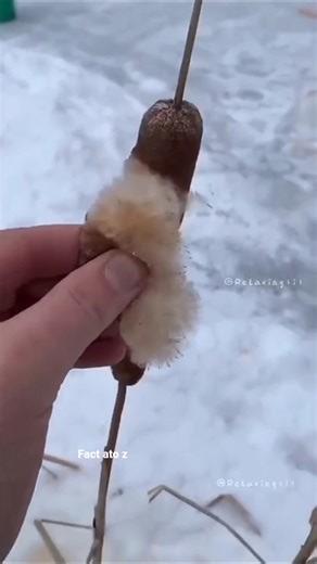 cattail plant is not a cotton candy 🍭🙅🏻‍♂️