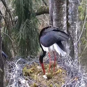 Second FIGHT and sounds on the ground. | Border Birds