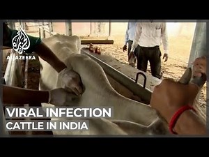Viral infection kills thousands of cattle in India