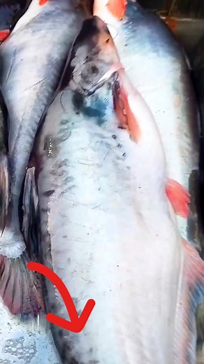 3.5K views | Pangasius is a type of freshwater catfish belonging to...