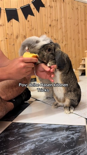 Hasen Tricks: Begeisternde Kunststücke für deinen Bunny