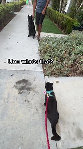 Uno sees his puppy friend Max (who has come a long way in his training!) 😻 | One eared uno