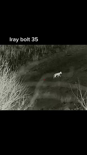 Wiley coyote