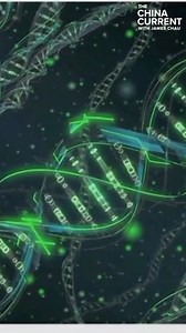 With agricultural production under pressure, food security has become more important than ever. Chinese scientists are sending seeds to be grown in outer space — creating new varieties of crops including rice, corn, and soybean. | The China Current