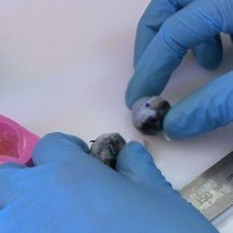 Video: Techniques for Processing Eyes Implanted With a Retinal Prosthesis for Localized Histopathological Analysis