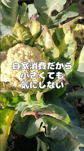 【家庭菜園】花蕾小さいけどカリフラワー収穫しようかな？ #収穫 #栽培 #育て方