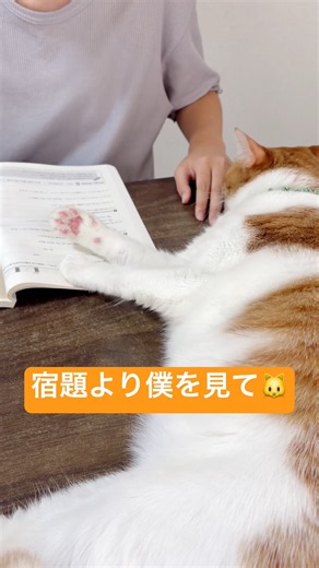 可愛すぎて宿題もなかなか進みません😂💕 #ムーンスター #ステラ #夏休みの宿題 #保護猫 #猫のいる暮らし #猫 #ねこ #猫動画 #夏休み