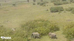 16K views · 247 reactions | In the Mara, the wildlife and people live...