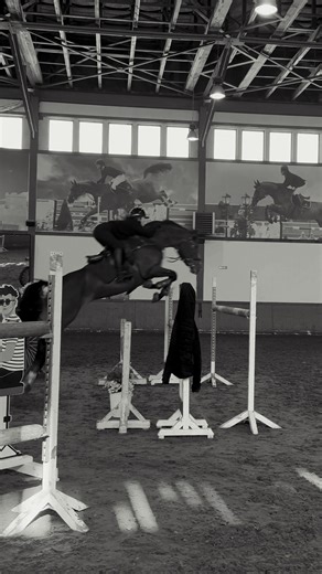 flying machine 🛩️ #horse #equestrian #showjumping