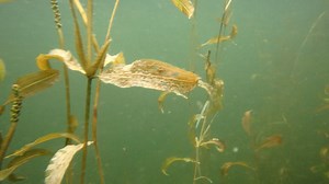 48 reactions · 12 comments | ⬇️ Likely what Jacques Cousteau saw as...