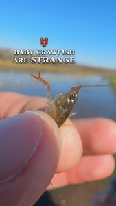 🤓Share with a crawfish nerd. Ten more crazy facts 👇 1️⃣ Born under mama’s care – Baby crawfish hatch from eggs carried under the female’s tail, snug and protected until they’re ready to face the world. 2️⃣ Miniature replicas – When they first hatch, baby crawfish already look like tiny versions of adults—pinchers and all. 3️⃣ Clingers for weeks – After hatching, they cling to their mom’s swimmerets for about 2-3 weeks before venturing out. 4️⃣ Fast growers – These little critters grow fast, mo
