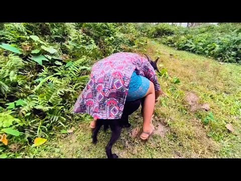 Goat Riding vs Goat Sitting 😂🐐 | Funny Village Goat😍
