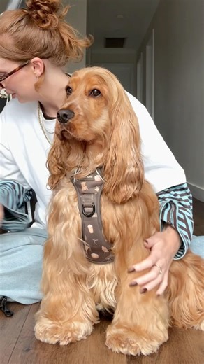 Get ready with my cocker spaniel for day care !!! 🧸🥹🩵 #grwm #cockerspaniel #highmaintenance #ootd
