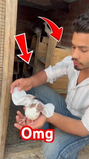 #pigeon pigions baby’s all see