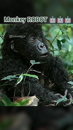 Monkey Robot Experiment - Robotic Monkey, Gorila, Khỉ Robot