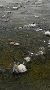 202K views · 2.1K reactions | Caster of Puppets.  | Loop Tackle | Facebook