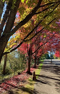 14K views · 1.1K reactions | Taking time to stop and smell the roses.. or rather the leaves, on our daily walk. | Reagandoodle | Facebook