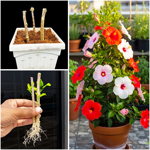 How to growing hibiscus plant at home from stems || Step by step guide in this video | Dian Creative