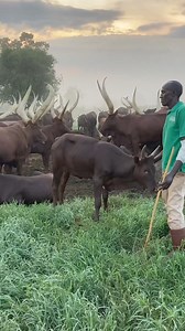 Experience Uganda’s Iconic Ankole Cattle At Emburara Farm Lodge , immerse yourself in the Ankole Cattle Experience, where you’ll milk, feed, and learn about these majestic long-horned cattle, a symbol of wealth and tradition in Uganda. Guided by local experts, this hands-on activity offers families an authentic and unforgettable encounter with the cultural heritage of the Mbarara region. Whether you're looking for adventure or relaxation, this experience provides a perfect blend of both! Book No