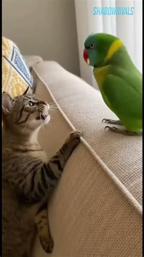 Cat and Parrot Big Argument using meows 😂#shrots
