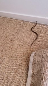 633K views · 4.5K reactions | Two Venomous Snakes Inside In Two Days!...