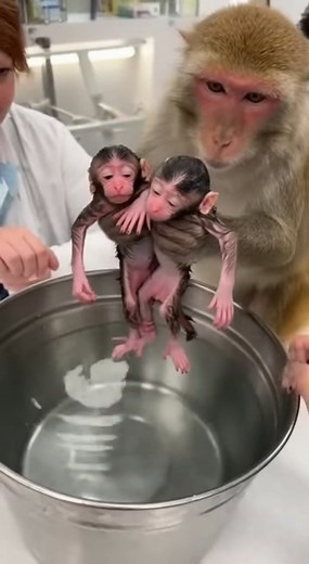 11K views · 54 reactions | The monkey took her baby for a wonderful bath. | Monkey US | Facebook