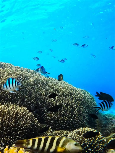 Snorkeling Adventures at Salmon Bay, Rottnest Island