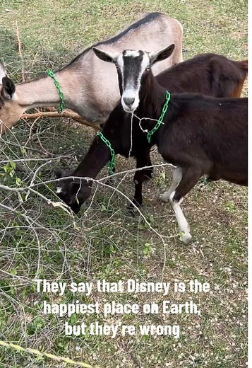 It’s the simple things in life 🐐 #goats #goat #goatsoftiktok #goatscaping #farmlife #farming #happygirls